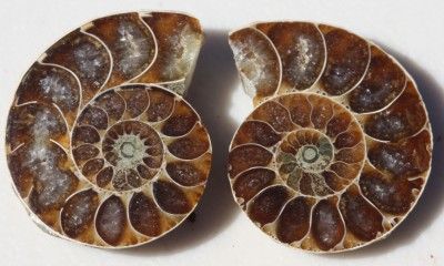 Sliced Polished Ammonite Fossil 112 million years old  