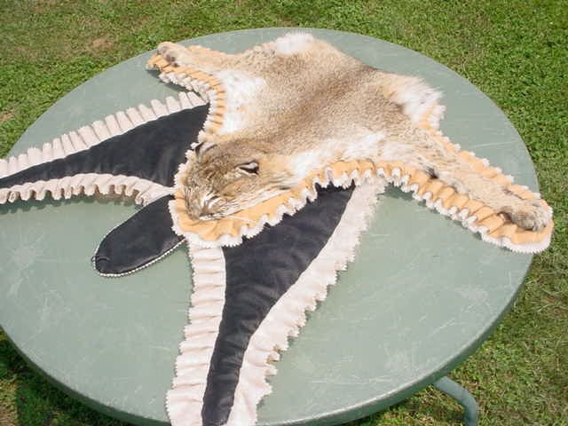 Nebraska Bobcat rug/pelt/skins for Hunter/log Cabin  