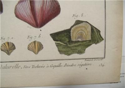 Antique Shell Print Lamarck Coquille Bivalve Engraving  