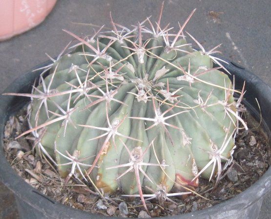 Echinocactus texensis Low Mound Horse Crippler Cactus 85  