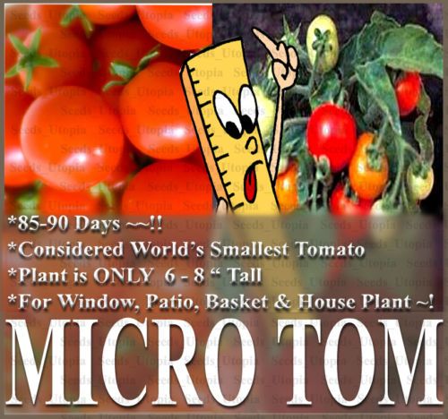 Tomato Seeds   MICRO TOM ~WORLDS SMALLEST PLANT BASKET  