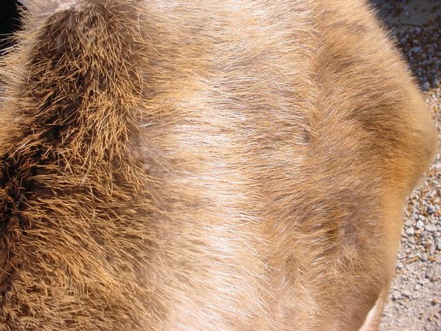 BEAVER PELT TANNED FUR RUG for LOG HOME DECOR TRAPPER  