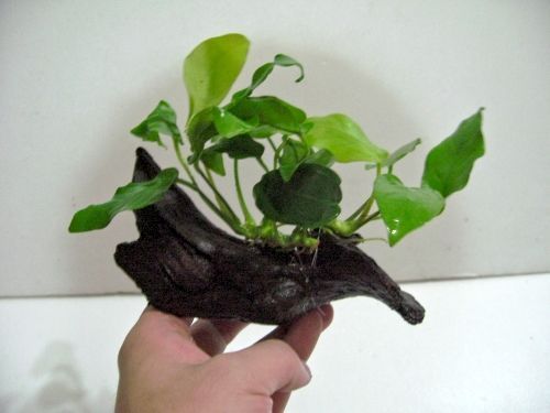 Anubias nana Golden + Driftwood  Live aqua plant FERN W  