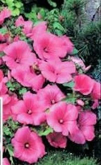 Rose Mallow Lavatera Trimestris 25 seeds  