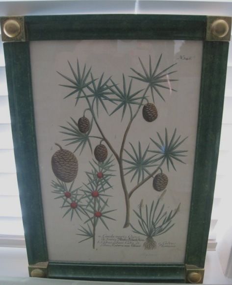 Old Botanical Print Cauda Muris Cedrus Myosurus Pine  