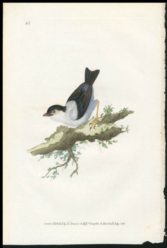 1826 DONOVAN NATURALISTS REPOSITORY ENG BIRD MANAKIN  