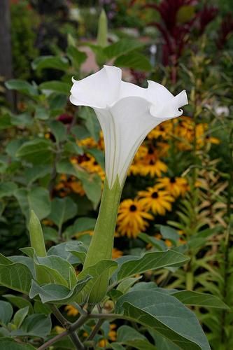 DATURA WHITE ~*INOXIA *~ SEED  