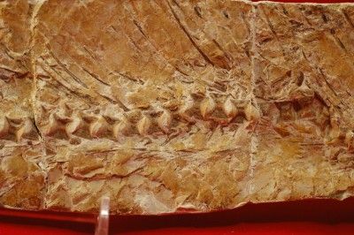 UNUSUAL CRETACEOUS FISH FOSSIL MOROCCO (TRILOBITE AGE)   stock 2 